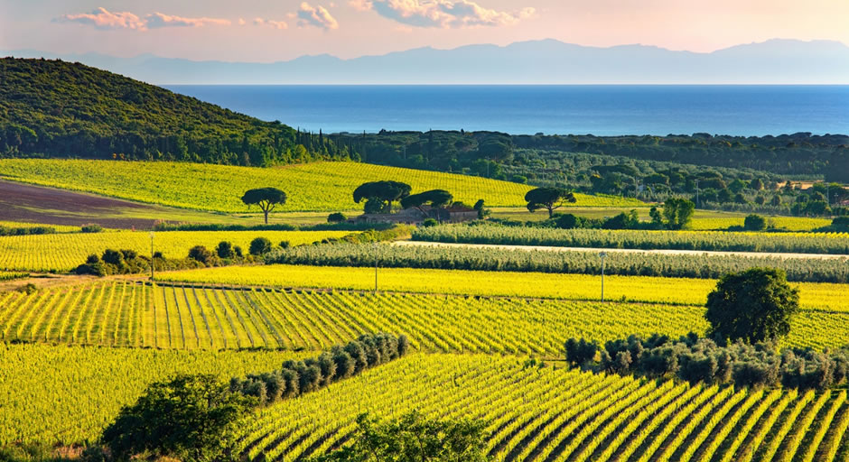Bolgheris vineyards